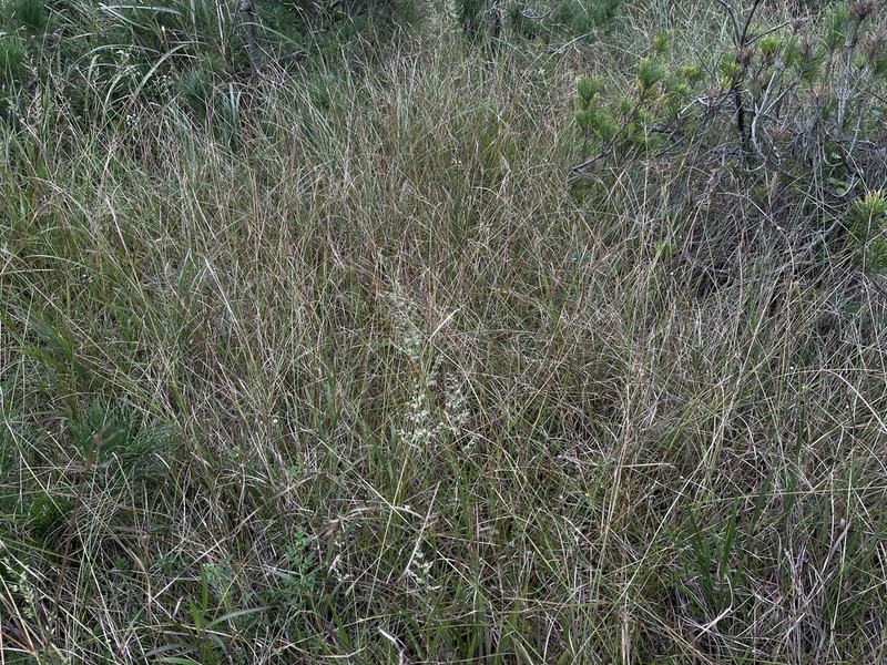 Fimbristylis jindoensis
