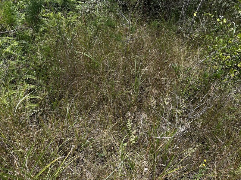 Fimbristylis jindoensis photo 2