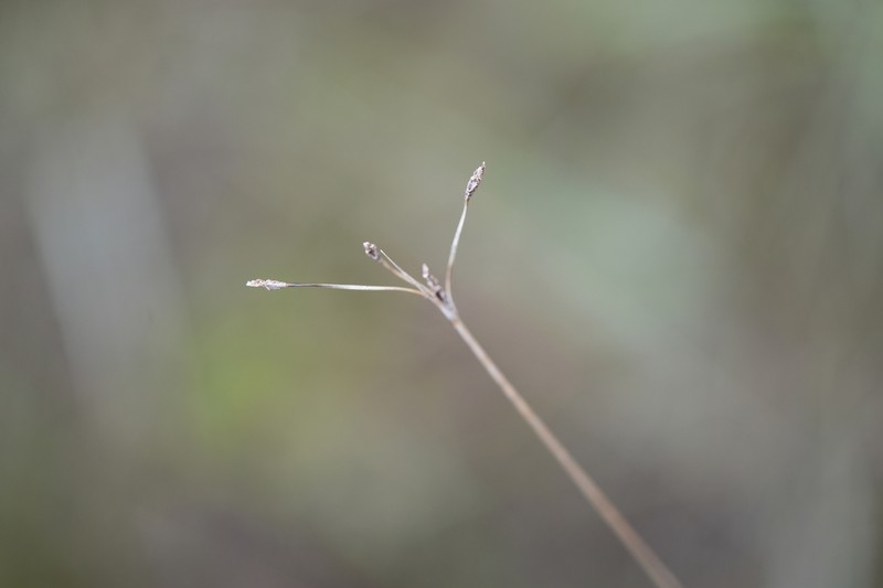Fimbristylis jindoensis photo 3
