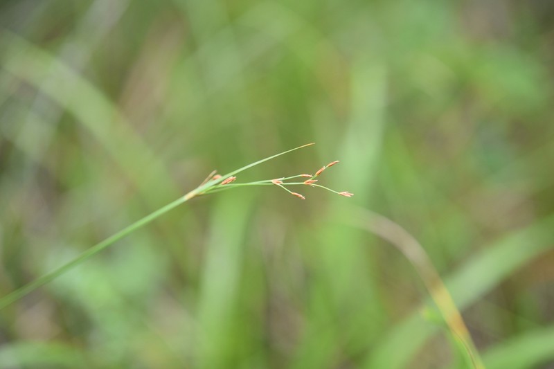 Fimbristylis jindoensis photo 4