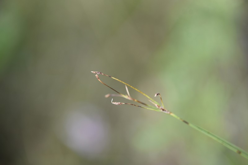 Fimbristylis jindoensis photo 5