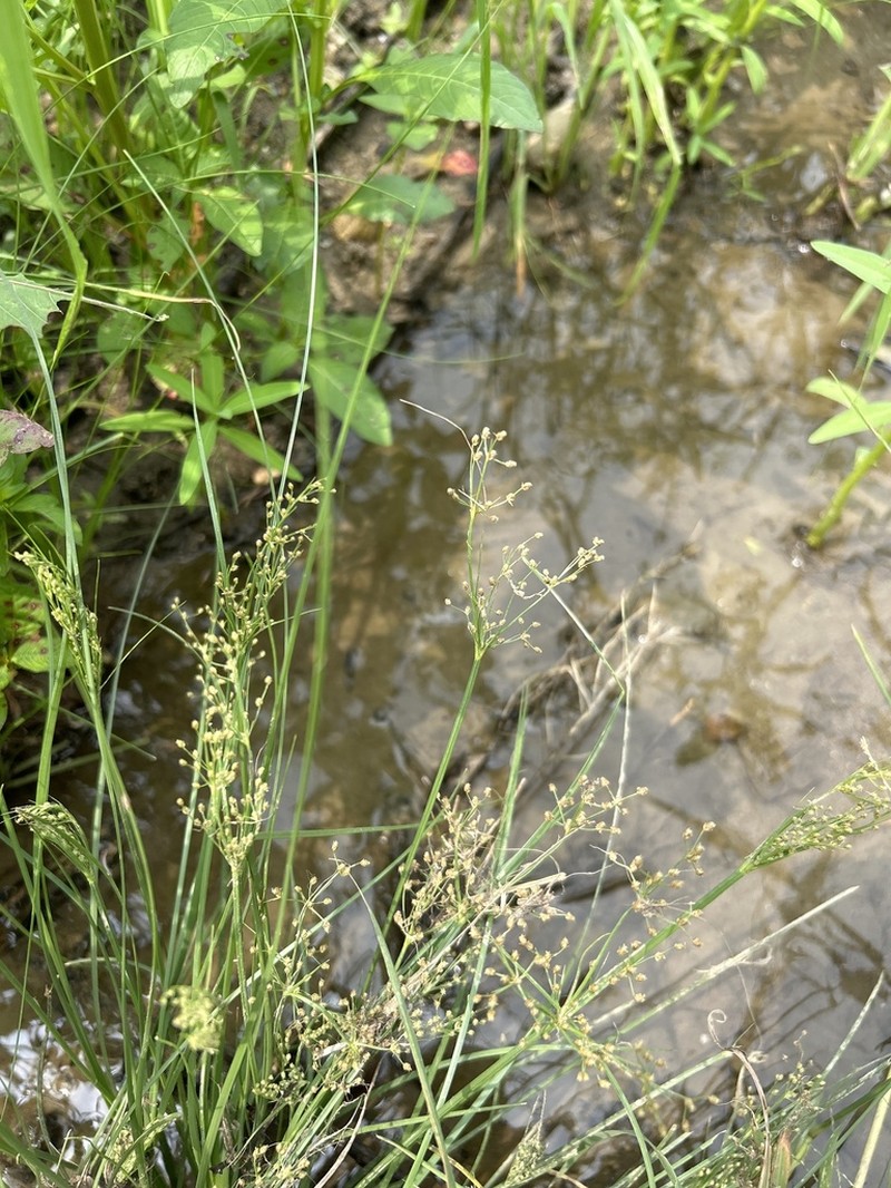 Fimbry photo 2