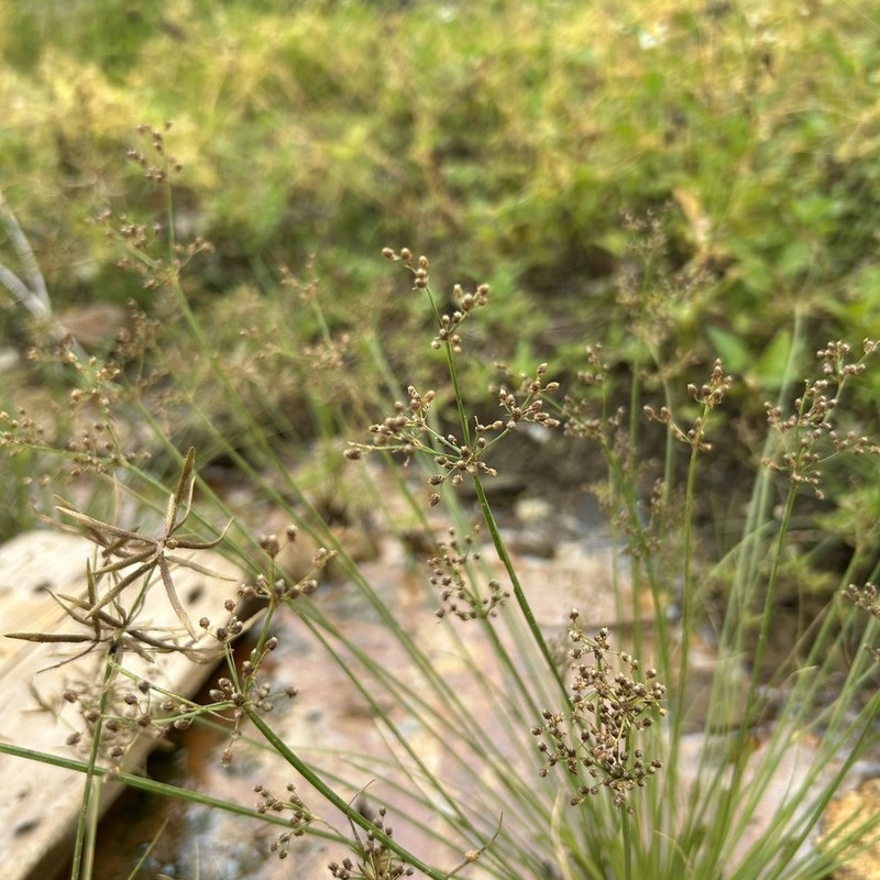Fimbry photo 3
