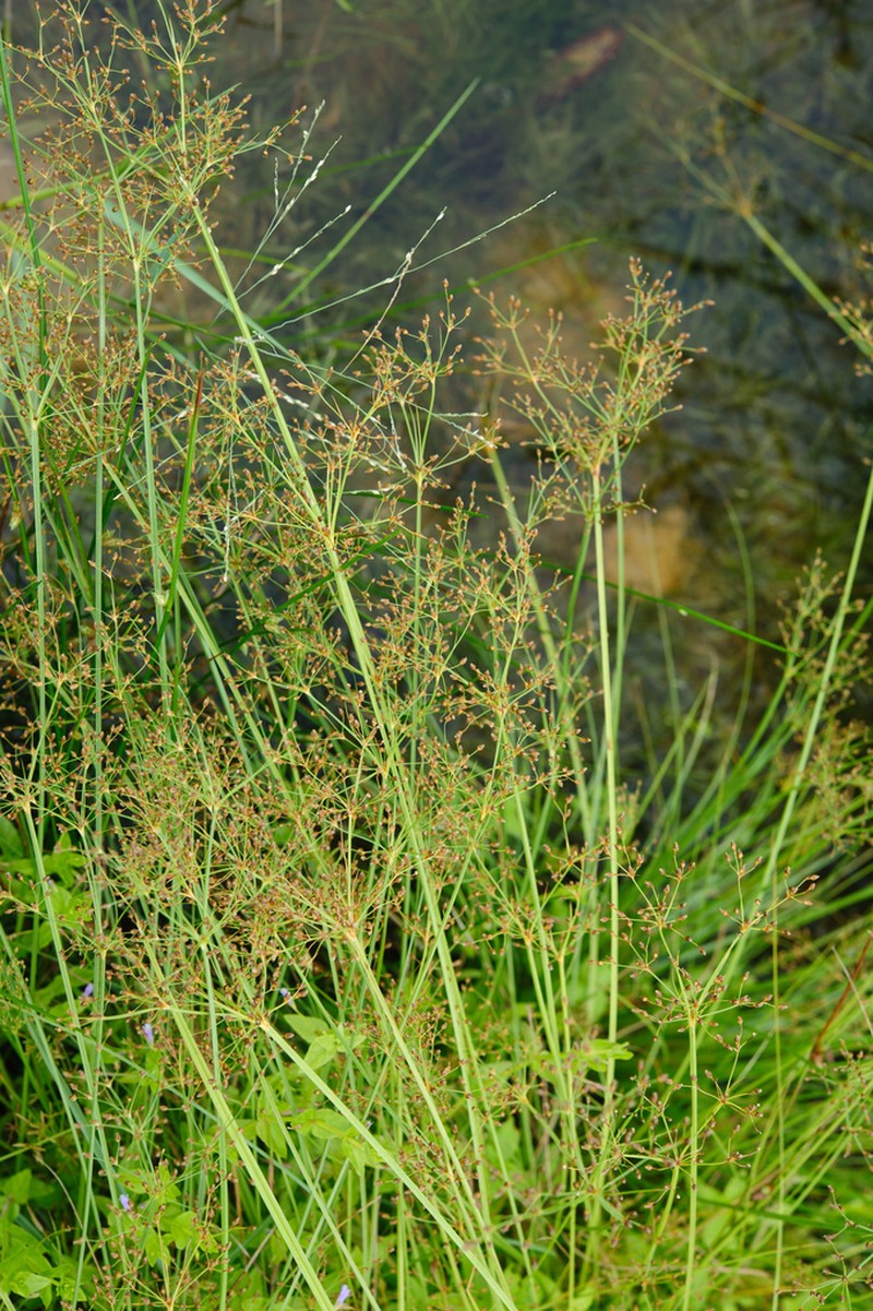 Fimbry photo 5