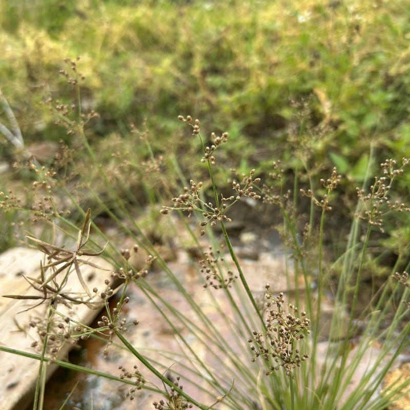 Fimbristylis littoralis var. littoralis