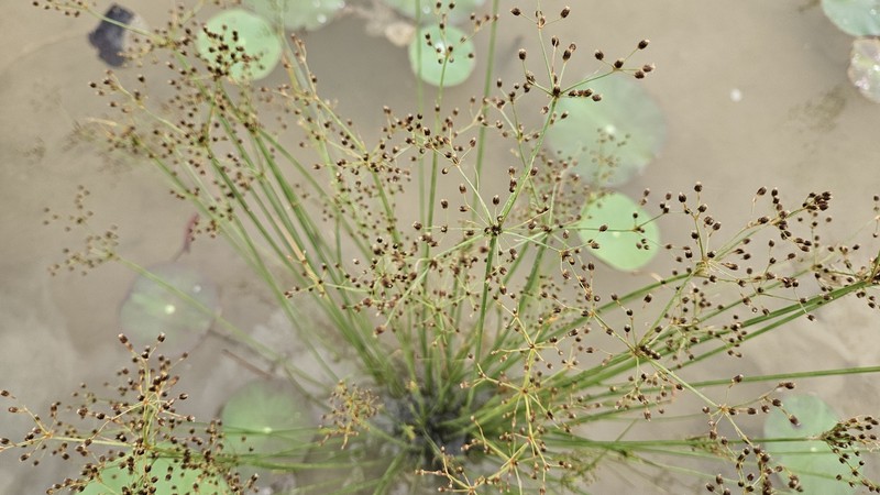 Fimbristylis littoralis var. littoralis photo 2