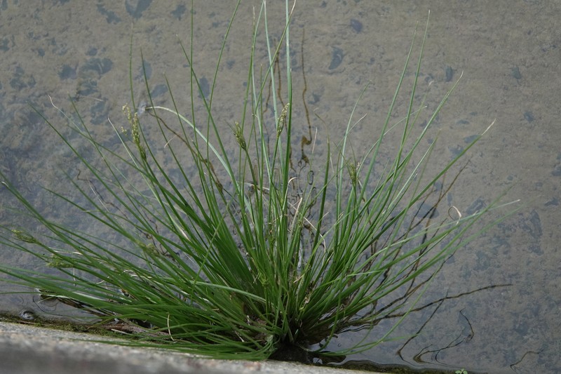 Fimbristylis littoralis var. littoralis photo 3