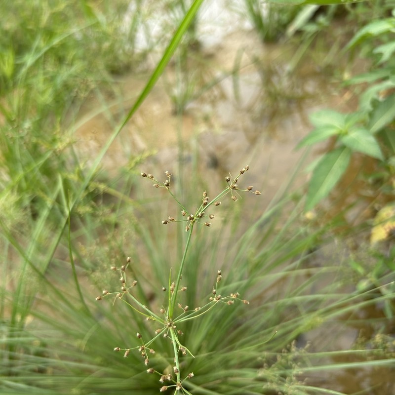 Fimbristylis littoralis var. littoralis photo 4