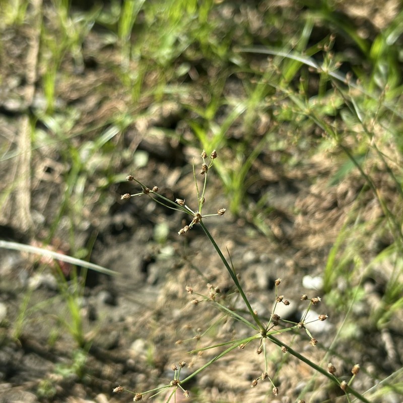 Fimbristylis littoralis var. littoralis photo 5