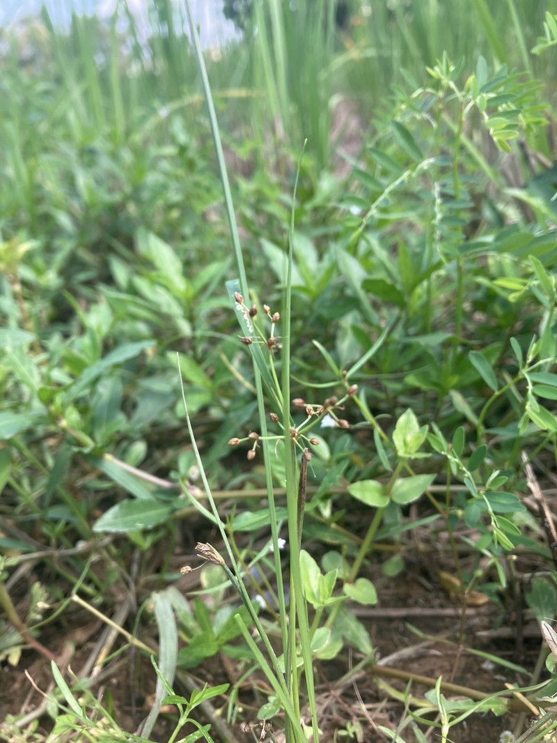 Fimbristylis littoralis var. littoralis photo 6