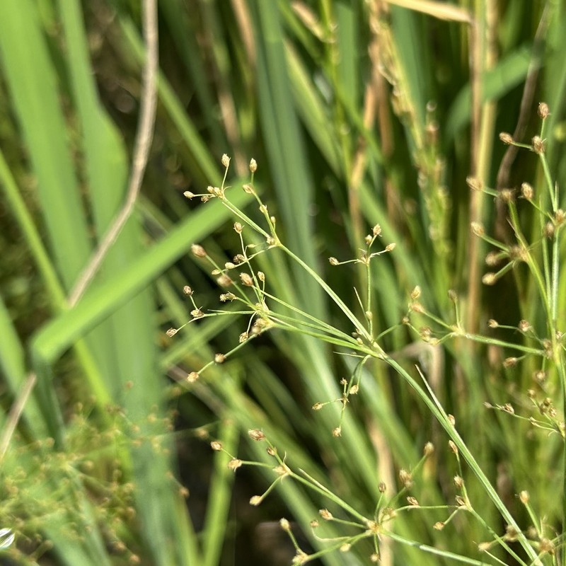 Fimbristylis littoralis var. littoralis photo 7