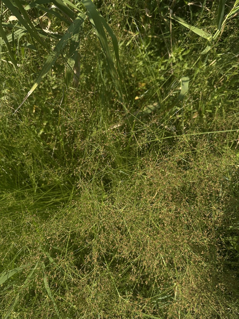 Fimbristylis littoralis var. littoralis photo 8