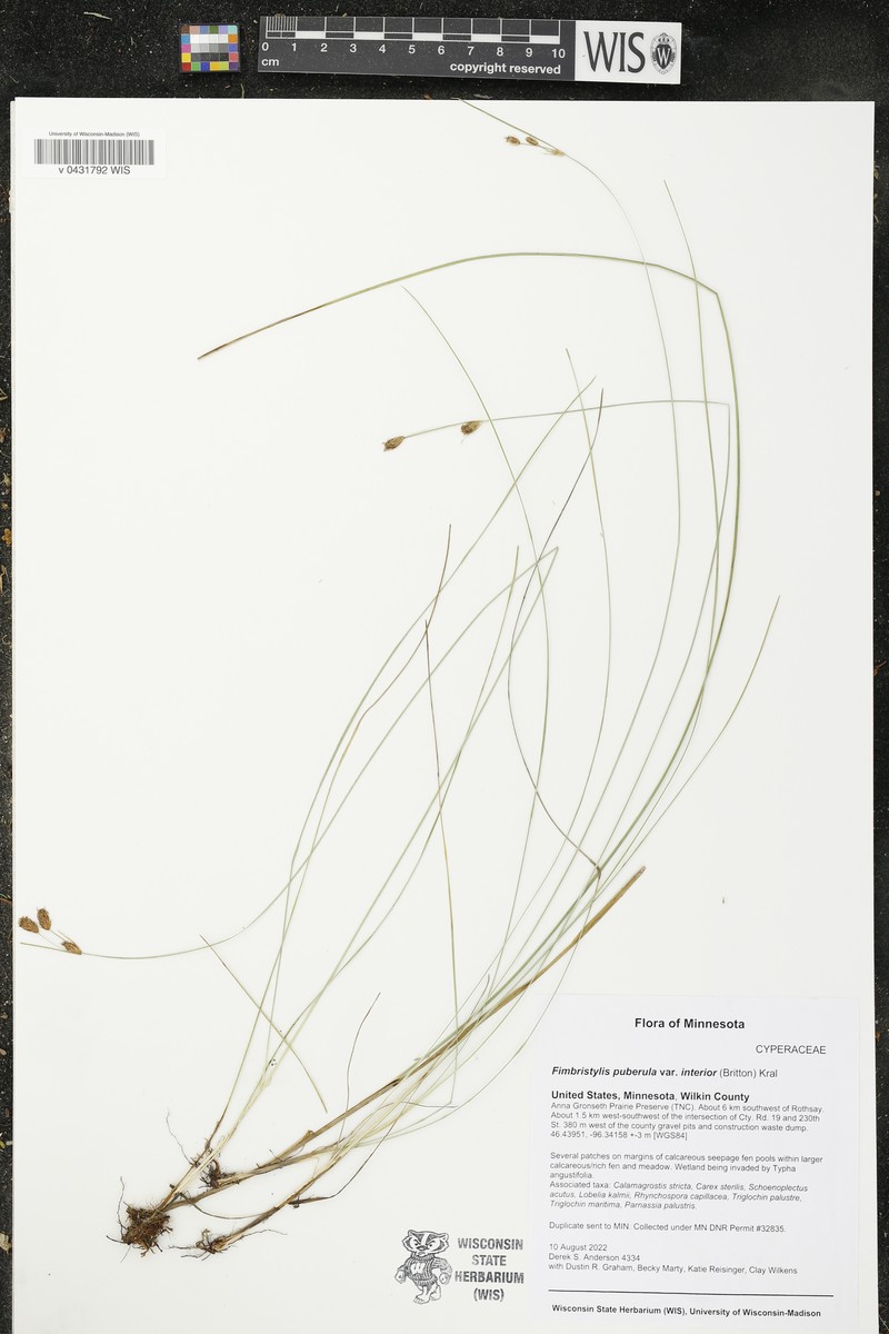 Fimbristylis puberula var. interior photo 3