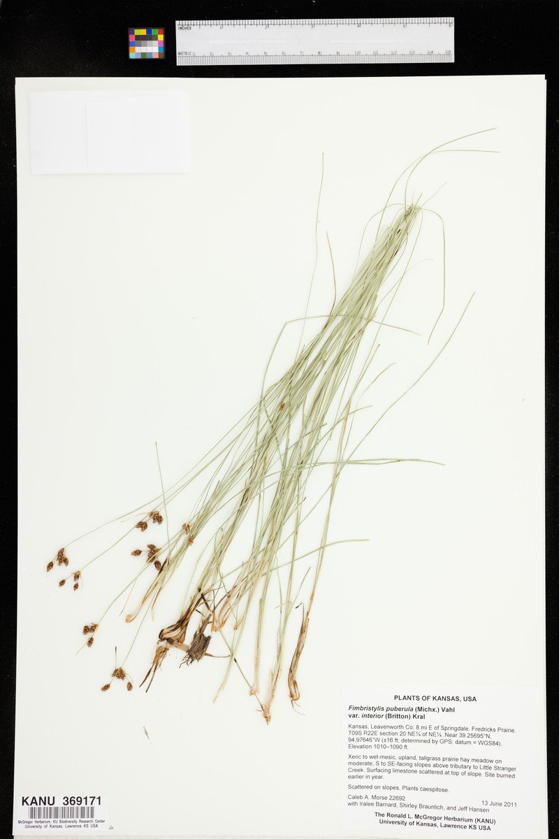 Fimbristylis puberula var. interior photo 4