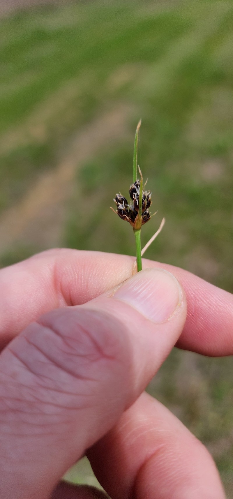 Fimbristylis puberula var. puberula
