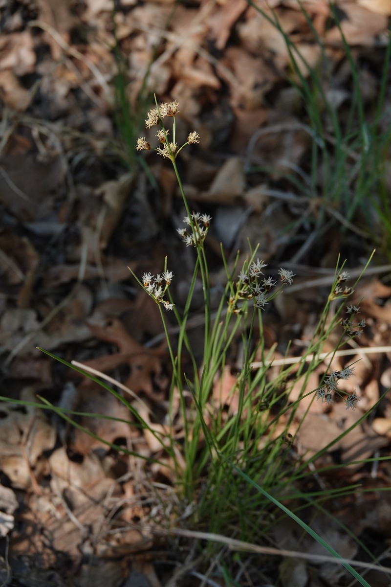 Fimbristylis puberula var. puberula photo 2