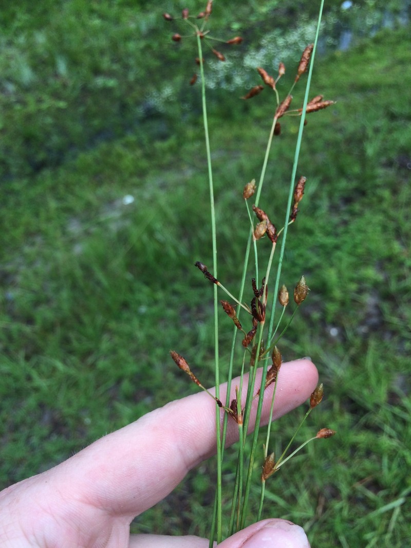 Fimbristylis puberula var. puberula photo 3