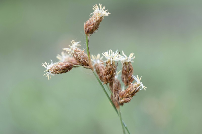 Fimbristylis puberula var. puberula photo 4