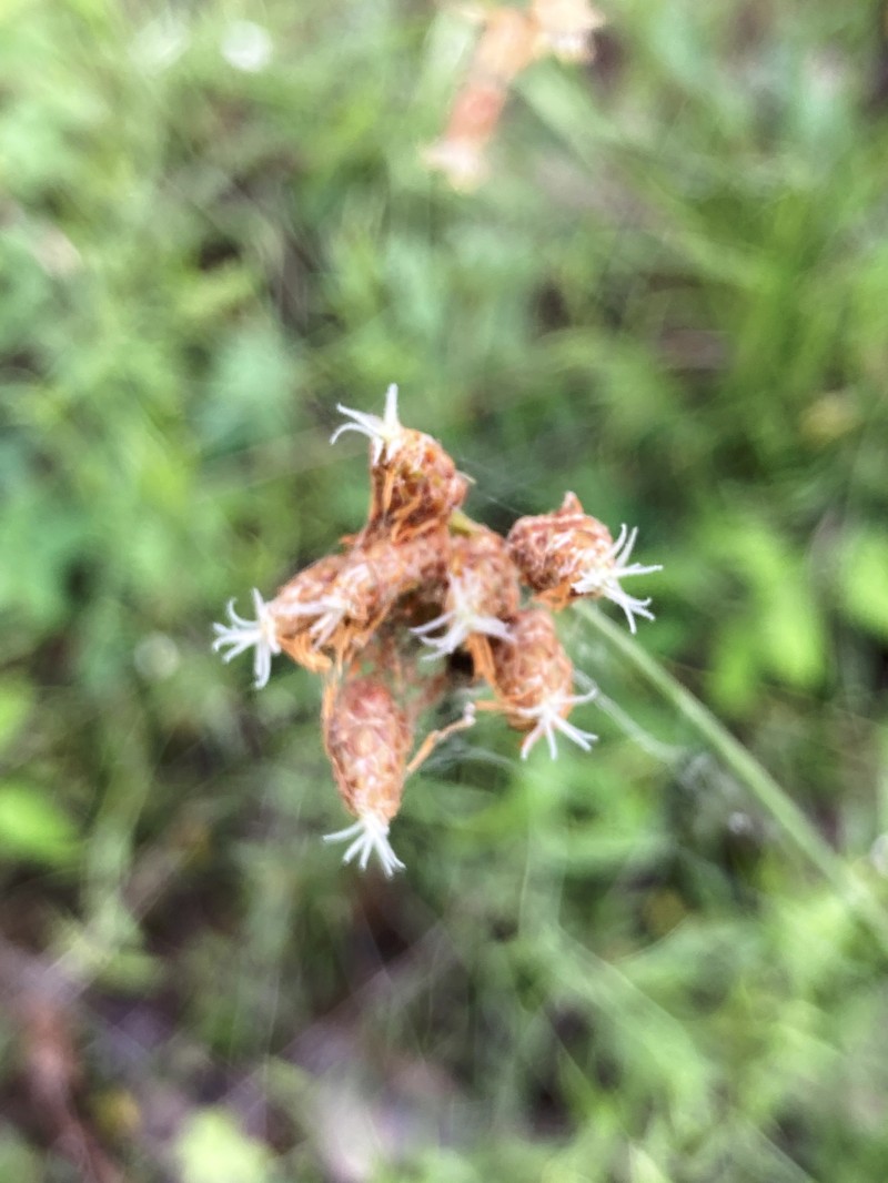 Fimbristylis puberula var. puberula photo 5