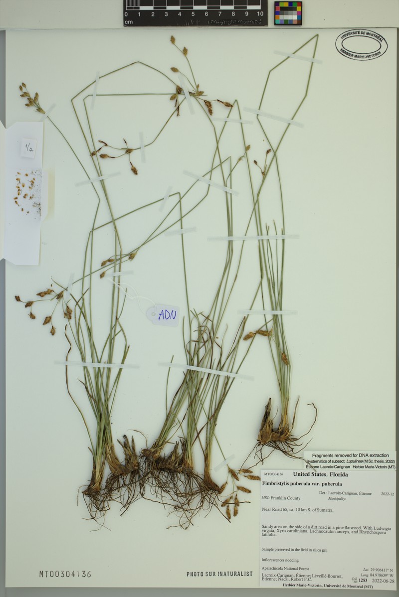 Fimbristylis puberula var. puberula photo 6