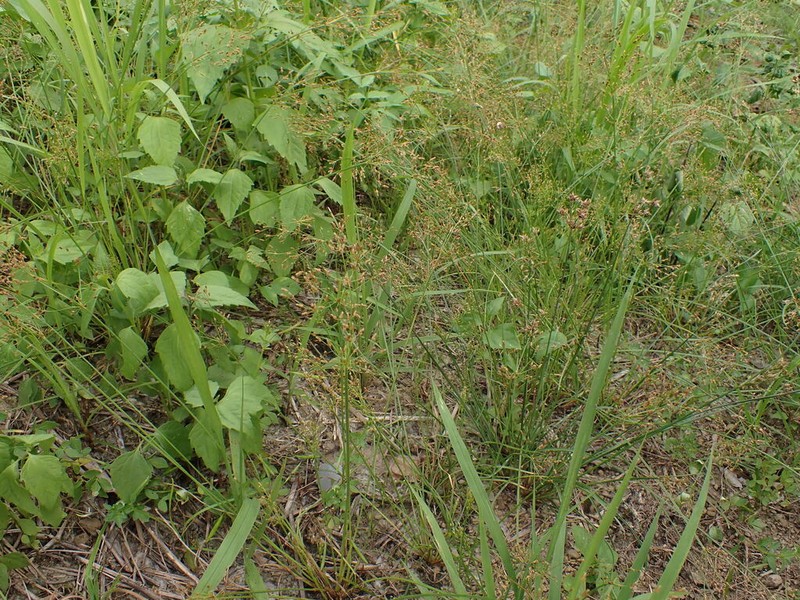 Fiveangle Fimbry photo 5