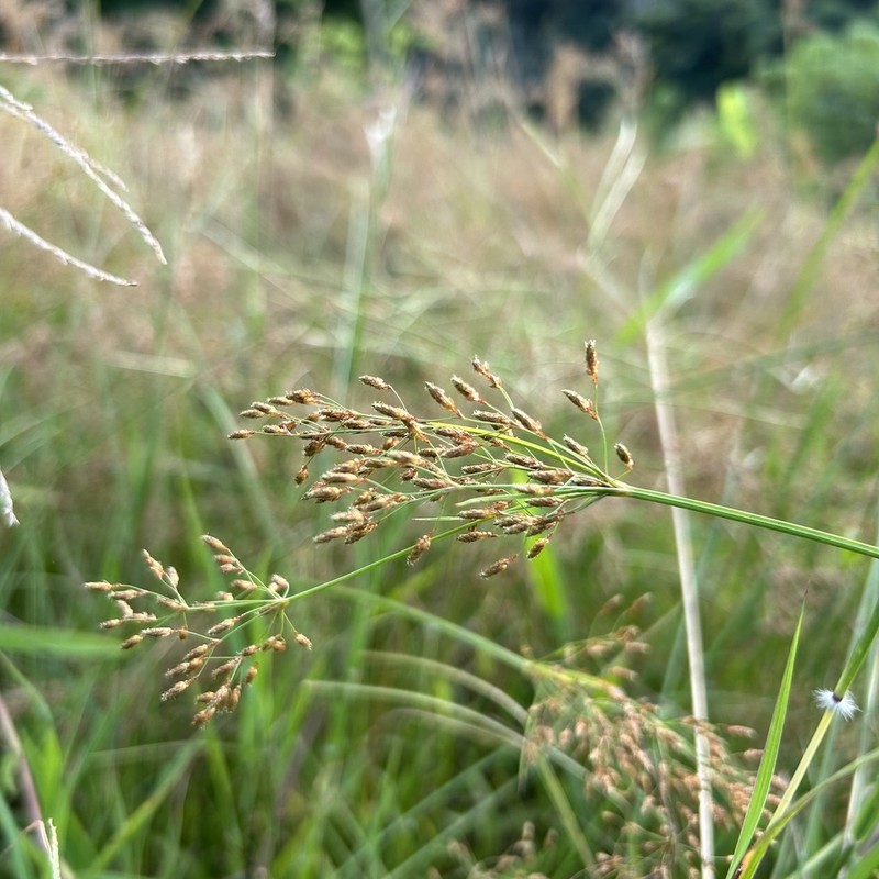 Fiveangle Fimbry photo 8