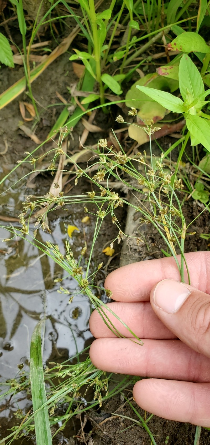 Fimbristylis quinquangularis subsp. quinquangularis