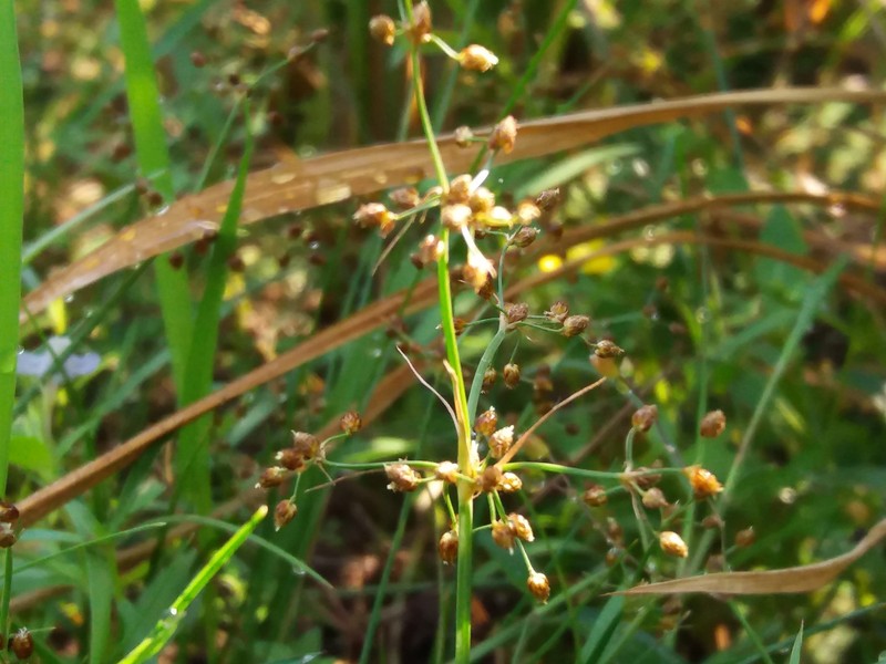 Fimbristylis quinquangularis subsp. quinquangularis photo 2