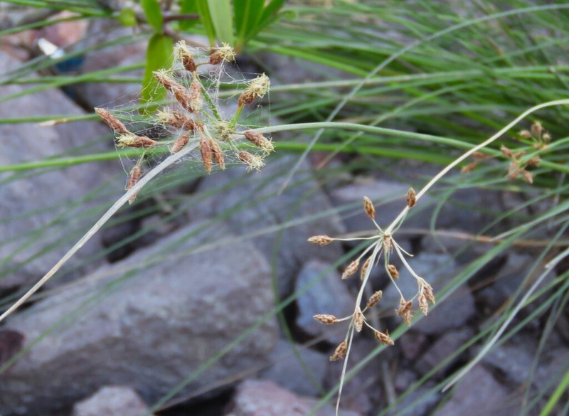 Marsh Fimbry photo 2