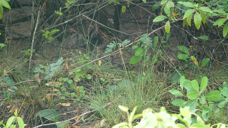 Marsh Fimbry photo 4