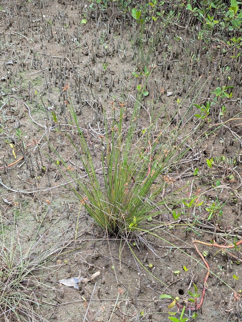 Marsh Fimbry photo 6