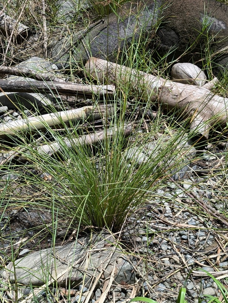 Marsh Fimbry photo 8
