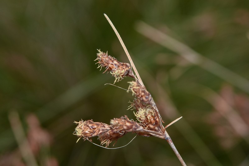 Fimbristylis spadicea