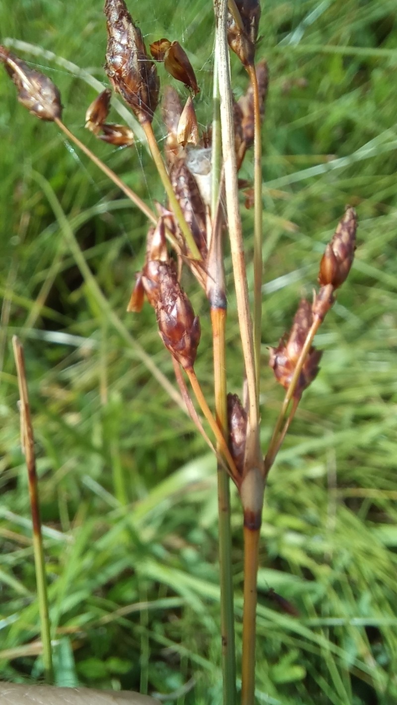 Fimbristylis spadicea photo 3