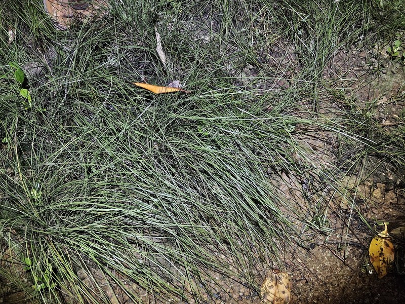 Fimbristylis spadicea photo 5