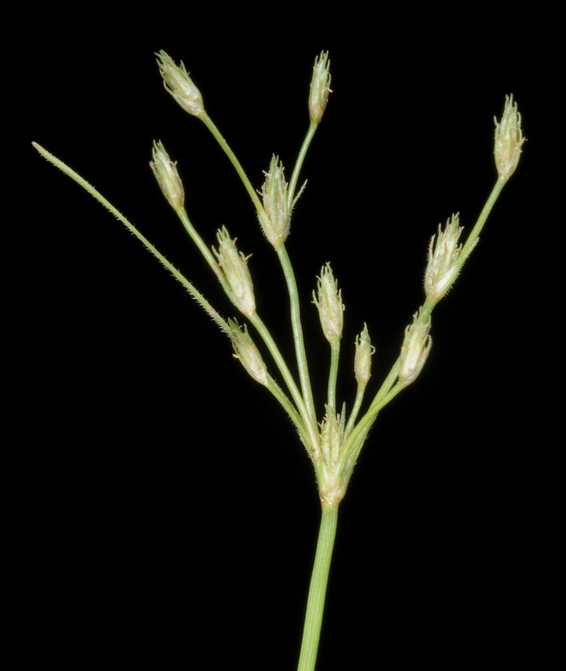 Rough Hairsedge