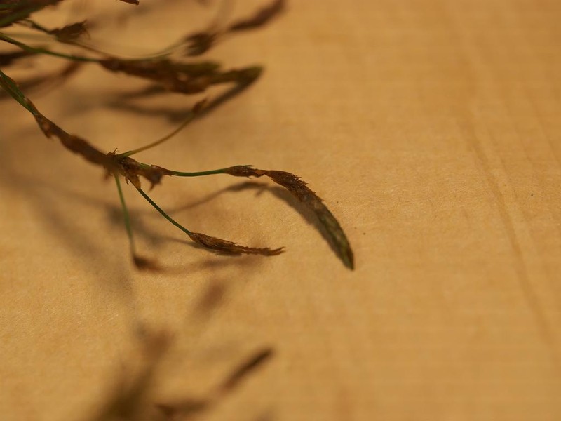 Rough Hairsedge photo 2