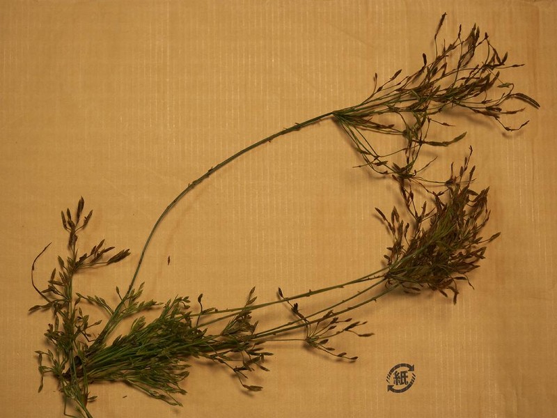 Rough Hairsedge photo 3