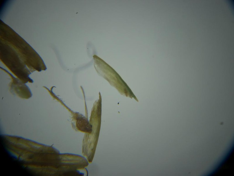 Rough Hairsedge photo 4