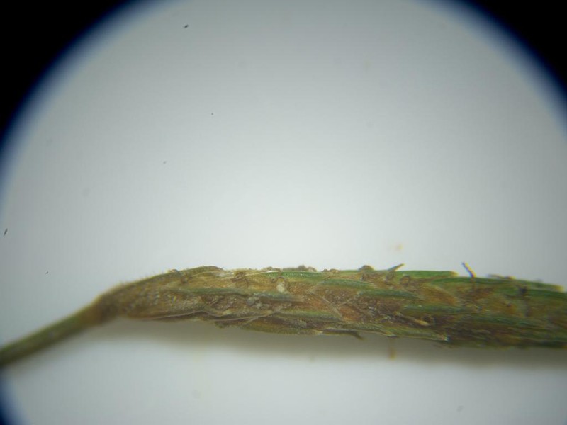 Rough Hairsedge photo 5
