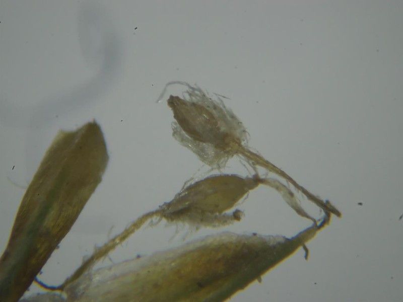 Rough Hairsedge photo 6