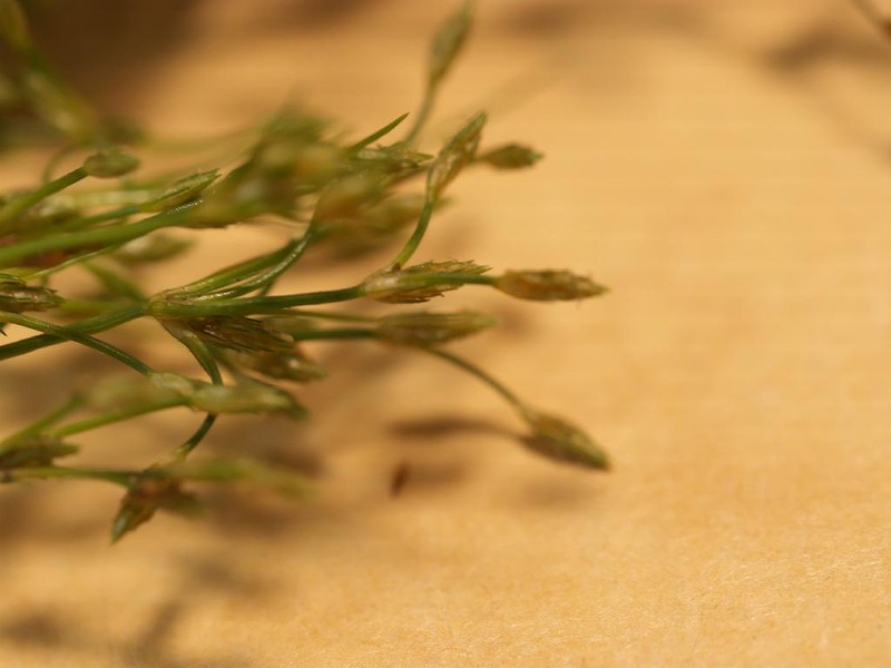 Rough Hairsedge photo 7