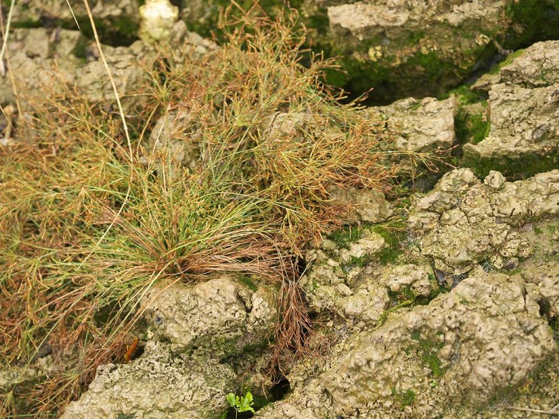Rough Hairsedge photo 8