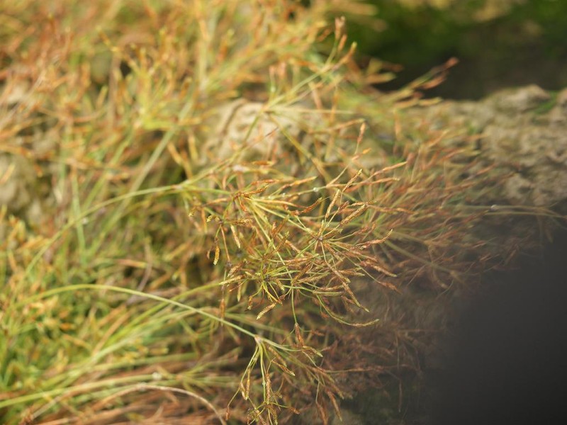 Rough Hairsedge photo 9