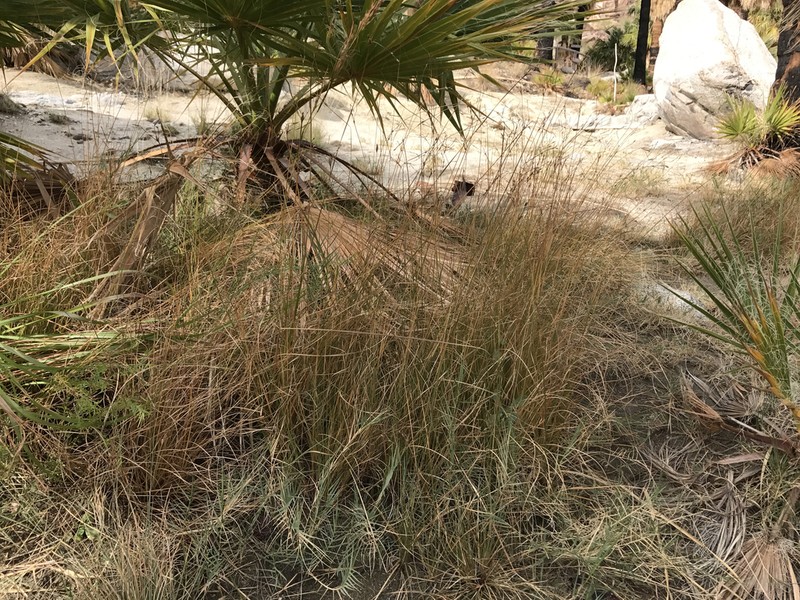 Hot Springs Fimbry