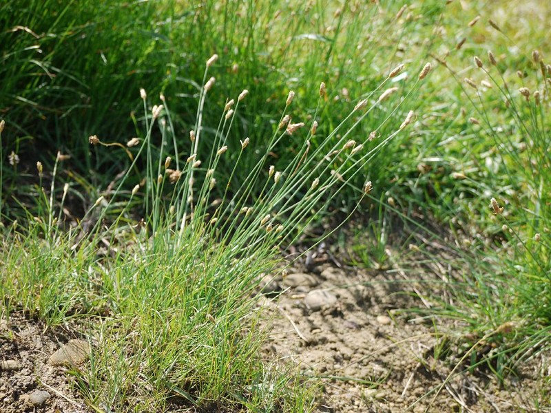 Fimbry photo 3