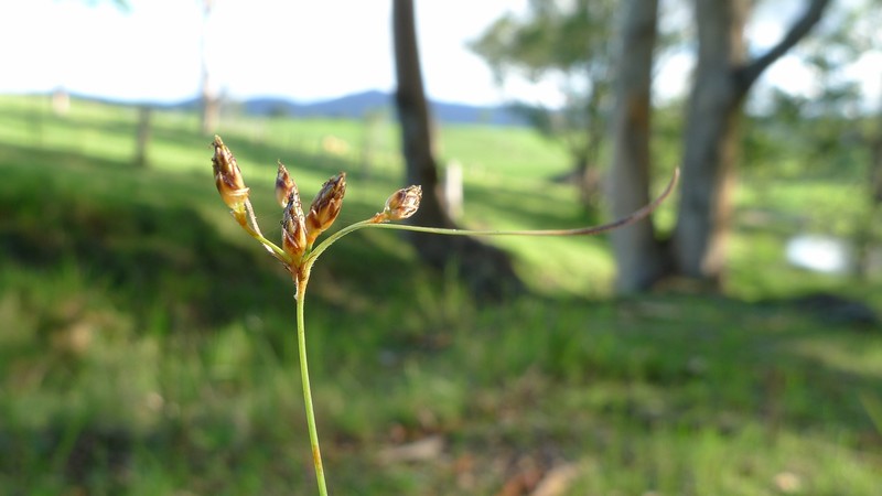 Fimbry photo 2