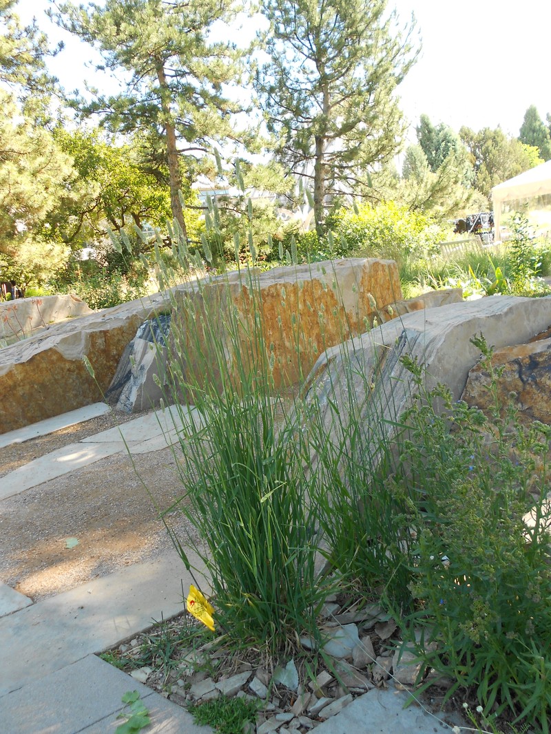 Zulu Fescue photo 2