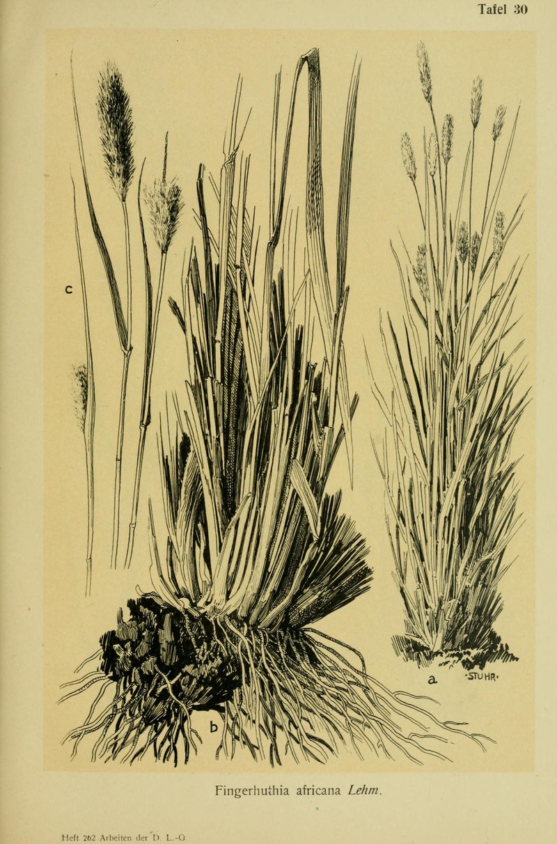 Zulu Fescue