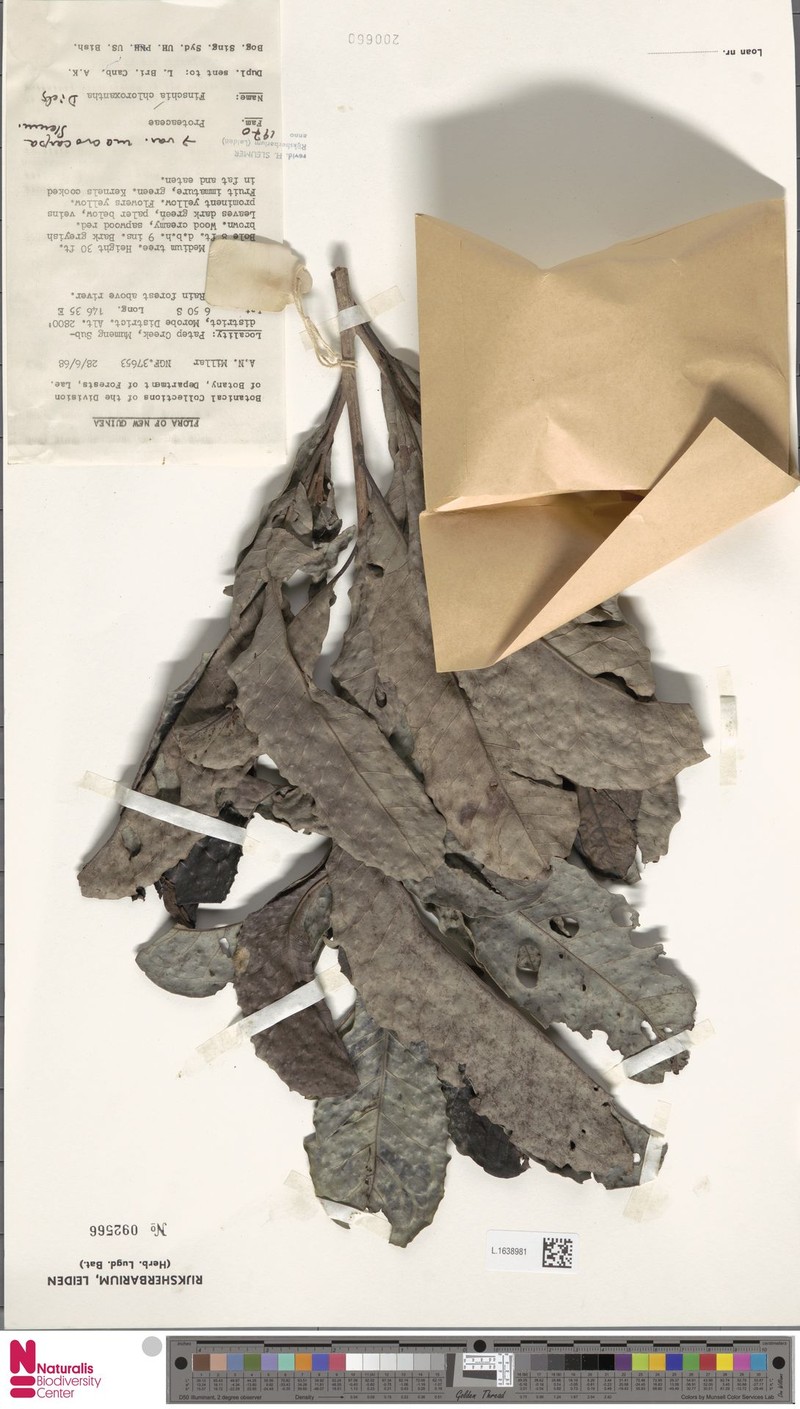 Finschia chloroxantha var. macrocarpa